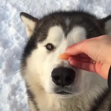 Disciplinado Malamute de Alaska atrapa comida en el aire