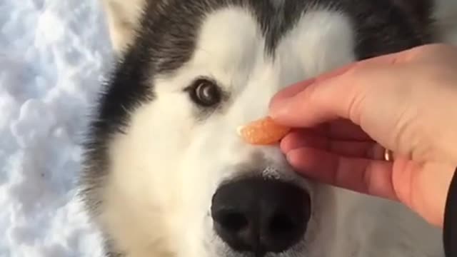 Disciplinado Malamute de Alaska atrapa comida en el aire