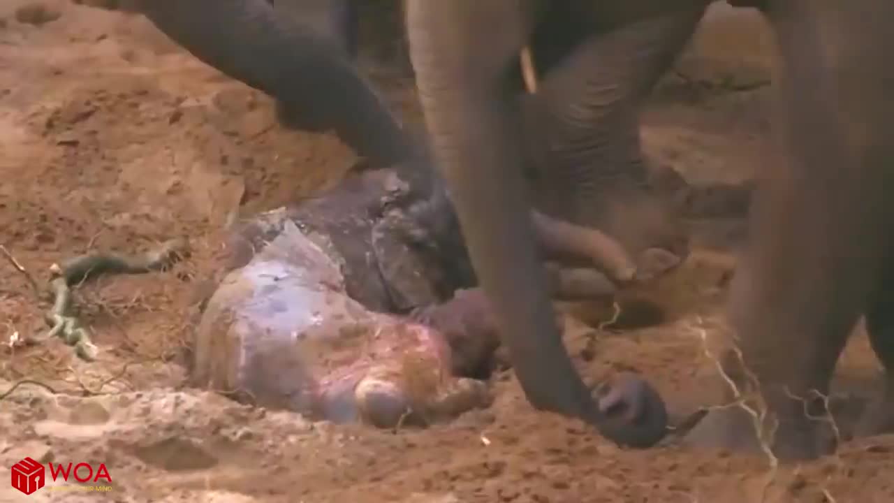 Zookeepers Help Elephant Giving Birth _ Reproduction LIVE