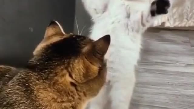 Cute cat was found, oh no~.