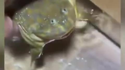 Cute frog