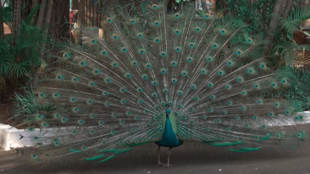 Peacock monocolors others with its feathers