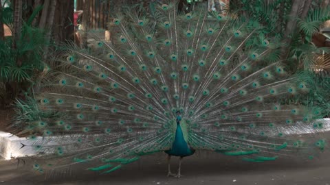 Peacock monocolors others with its feathers