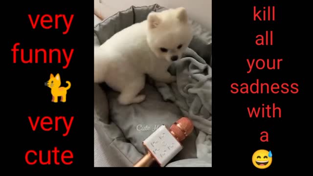 Funny cat 🐈 video | entertaining | comedy video