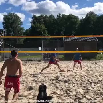 Volleyball dog