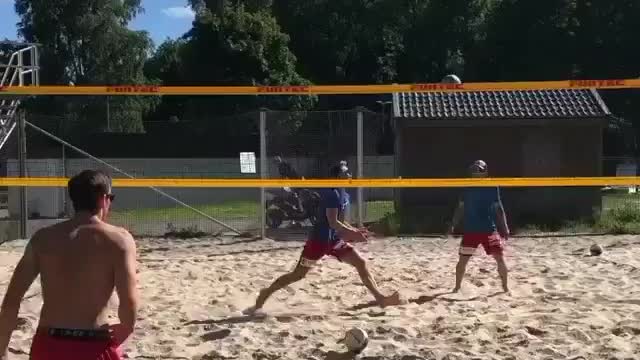Volleyball dog