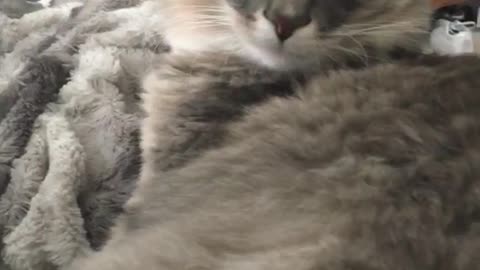 Grey fluffy cat winks at camera