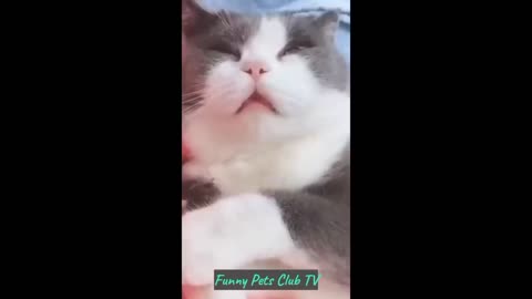 funny cat videos that make you laugh