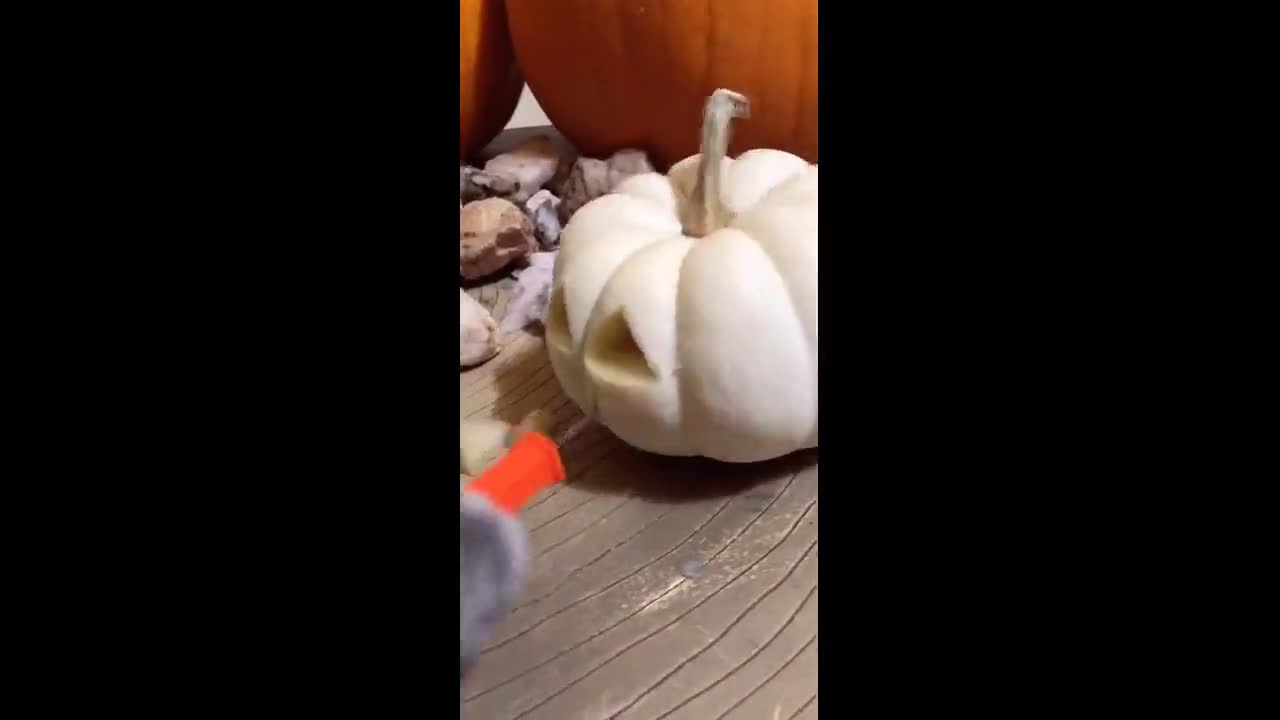 Cute cat wearing an octopus costume carves a pumpkin for Halloween