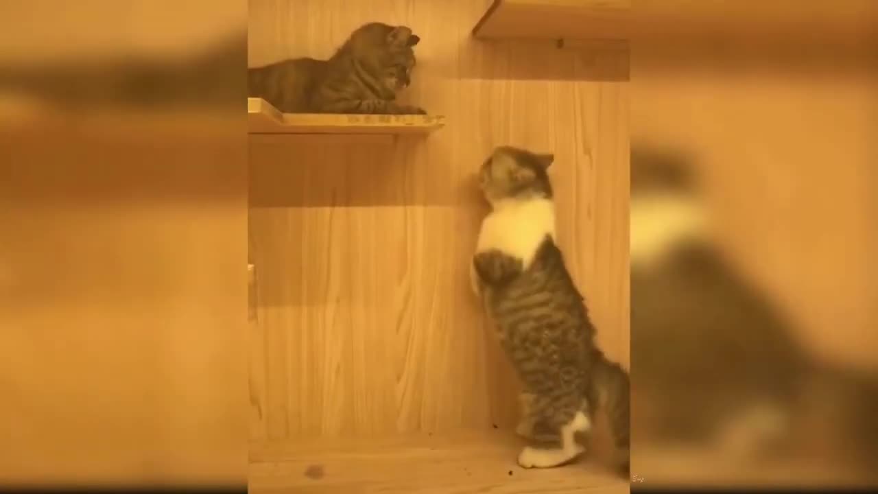 Cute and funny cats videos to keep you smiling