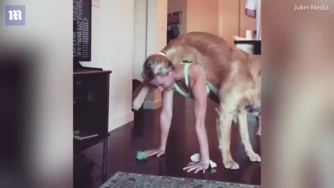 Playful dog makes push-ups impossible for his lady ..