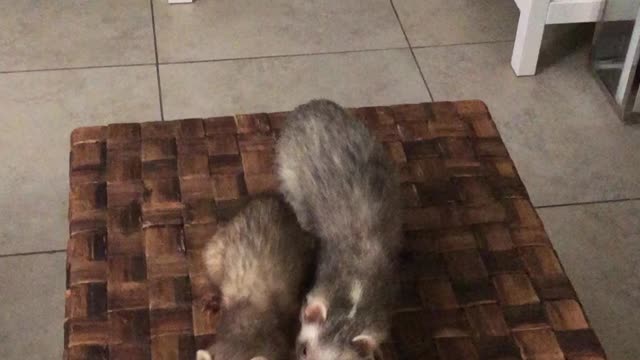 Dogs and ferrets