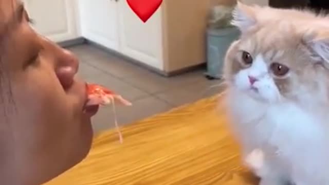 cute cat feeding owner mouth to mouth