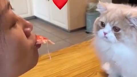 cute cat feeding owner mouth to mouth