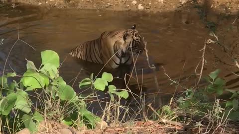 RANTHAMBORE TIGER SAFARI