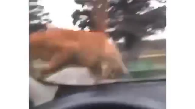 the cat was scared
