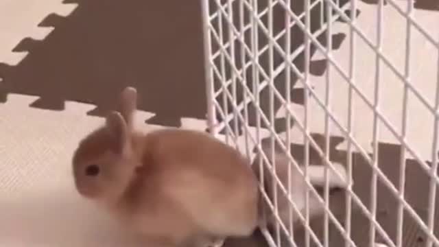 Tik Tok Cute Bunnies