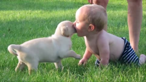 cute babies and cute puppies making a lot of fun