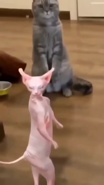 Cats and dogs _ cats meowing _ cats funny videos #shorts