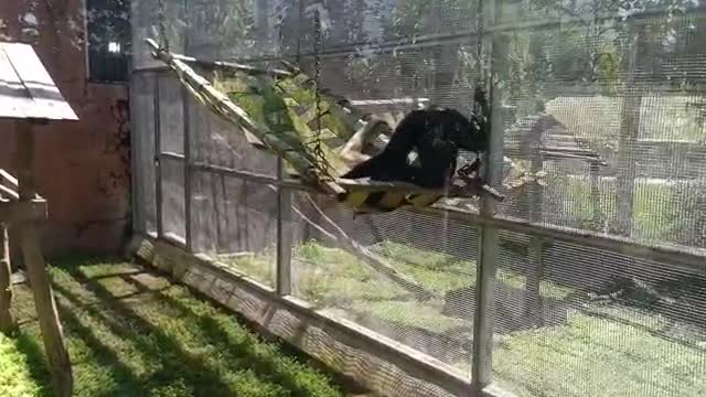 Monkey Swing