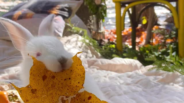Beautiful rabbit video English video Amit live