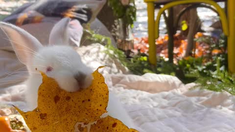 Beautiful rabbit video English video Amit live
