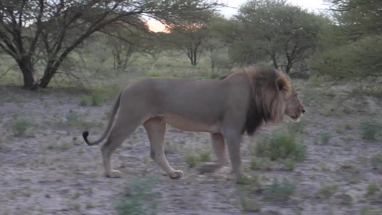Male lion walking in the savanna
