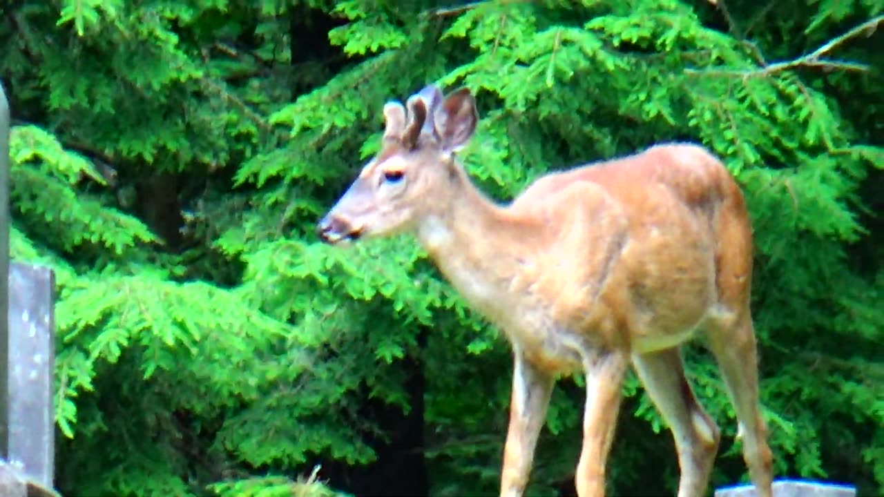 White-tailed deer