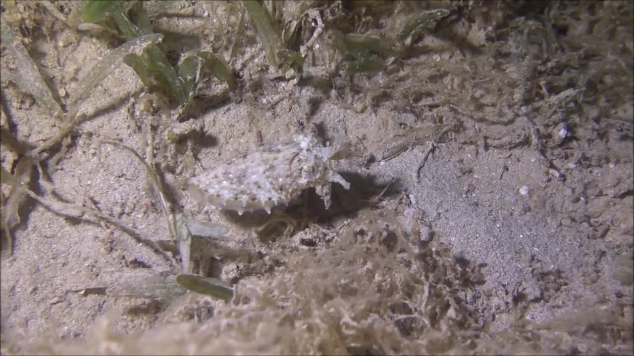 Squid swimming in the Red Sea, eilat israel