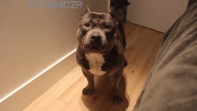 Talking 🐶. Czr. American bully is so smart!