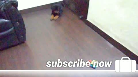 CUTE ROTTWEILER PUPPY PLAYING