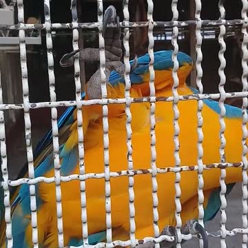 A Parrot In captive Cage