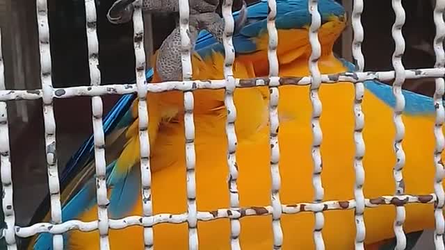 A Parrot In captive Cage