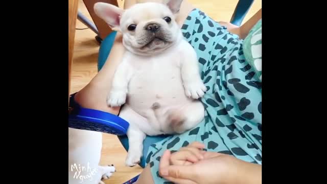 CUTE PETS SERIES: THE PUPPY REACTS WHEN THE OWNER TEASES