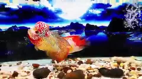 Lou han fish (flowerhorn) 14