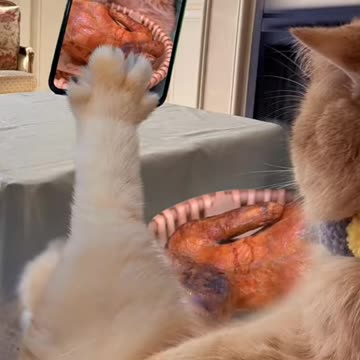 😃😃Fanny Cat Vedio😃😃