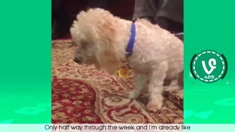 Funny Animals Fails Vines Compilation #47