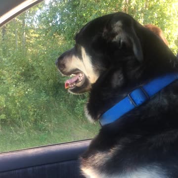 Masked Faced Alaskan Malamute Love