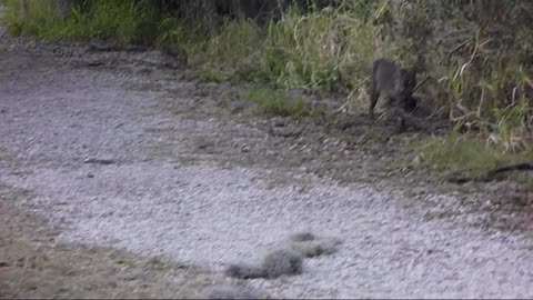 Bobcat on a trail