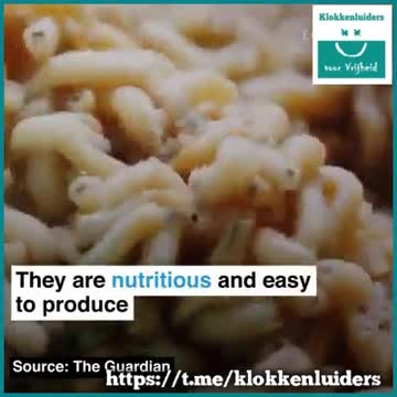 Eten van insecten. Ons toekomstige voedsel