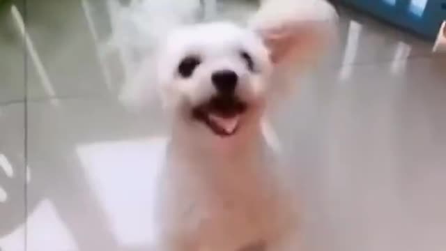 Funny and cute dog dancing so happy