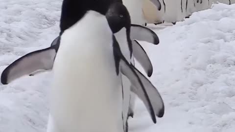 Cute little penguin