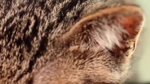 🐈🐈🐈