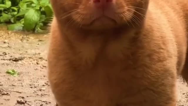 Cute animals funny videos