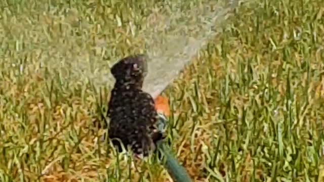 Lizard Cools Off On Top Of Sprinkler