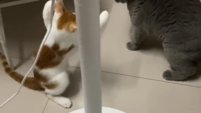 Cats everyday