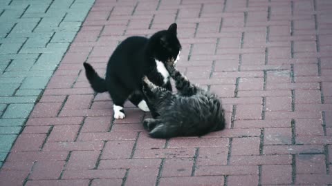 Come see the pet cats