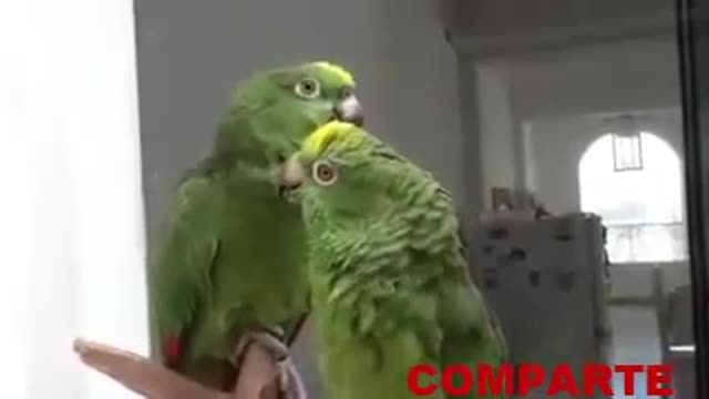 Loros cantando "Alabare a mi señor"