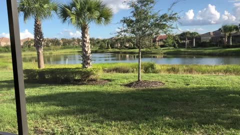 Blue Heron Eats Snake In Paradise