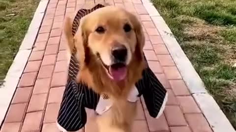 Cute DOG go to catwalk